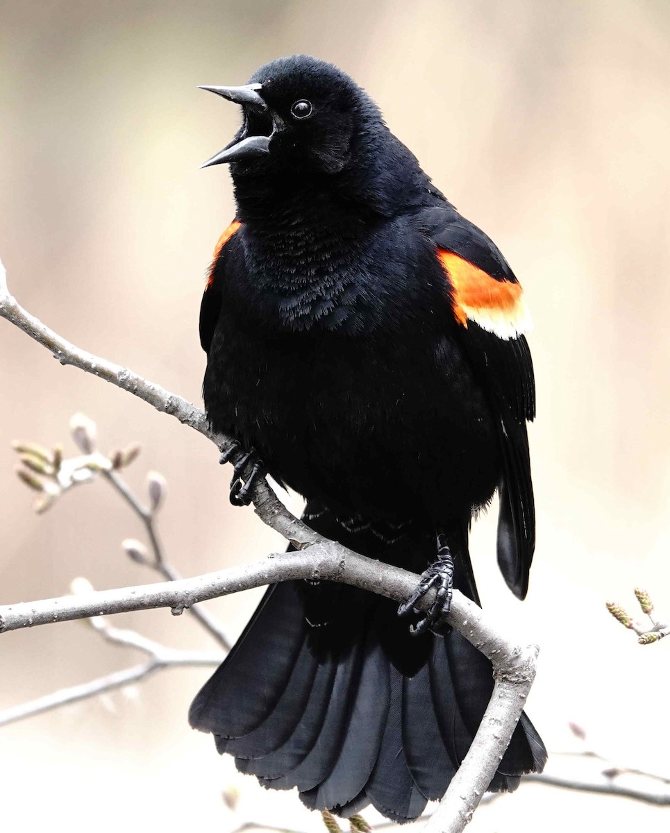 Red-winged Blackbird - Jacques Brisson