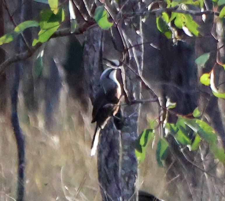 Gray-crowned Babbler - ML618201936
