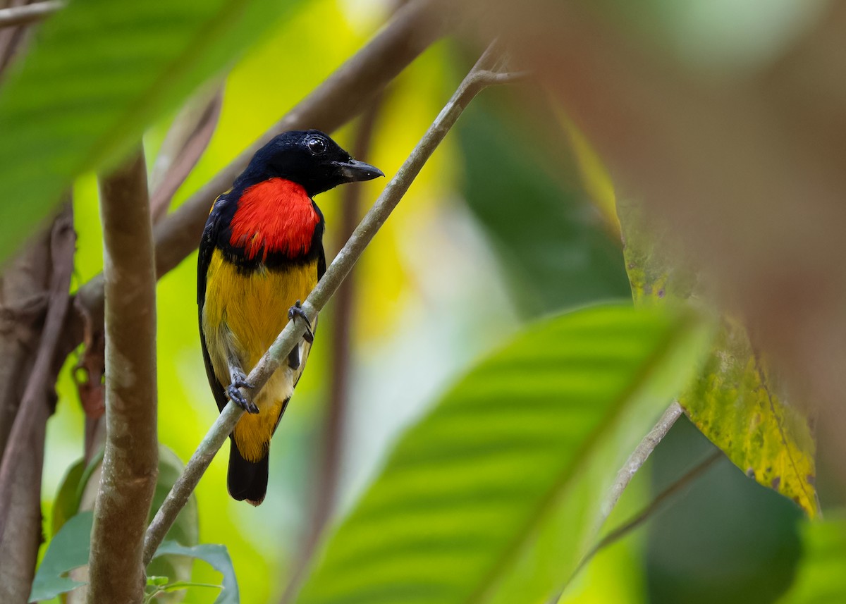 Scarlet-breasted Flowerpecker - Ayuwat Jearwattanakanok