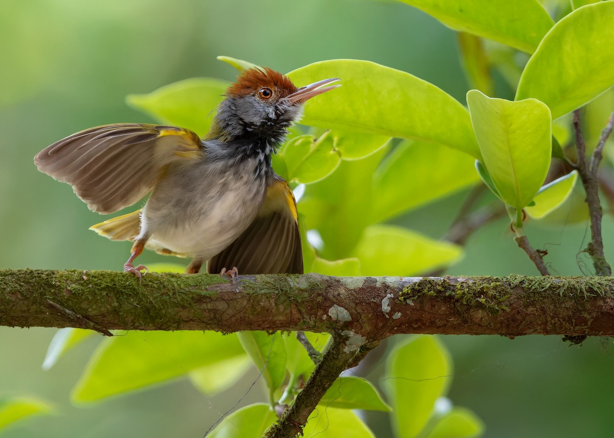 Dark-necked Tailorbird - Ayuwat Jearwattanakanok
