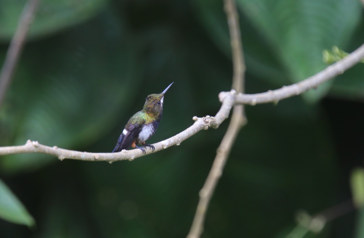 Wire-crested Thorntail - ML618202008