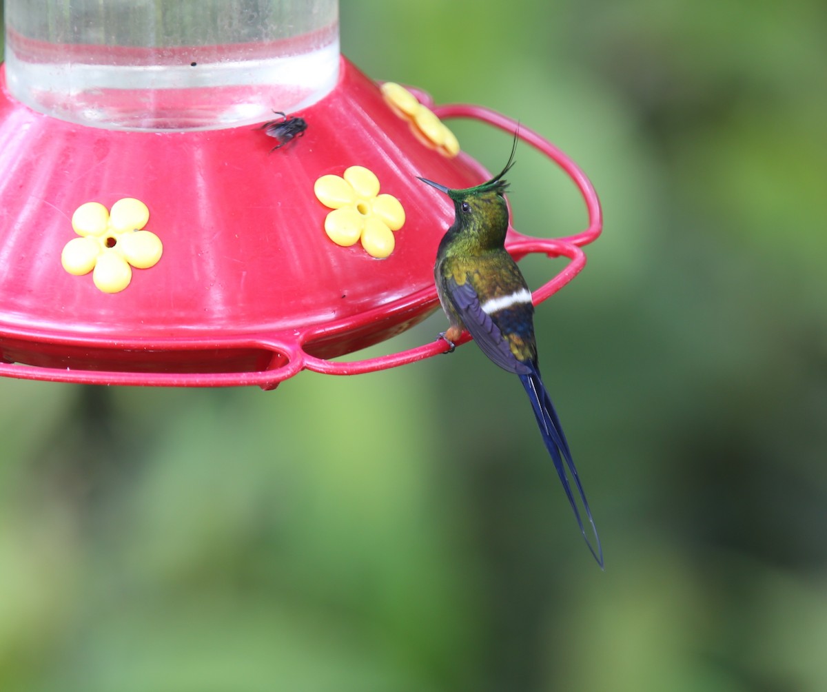 Wire-crested Thorntail - ML618202009