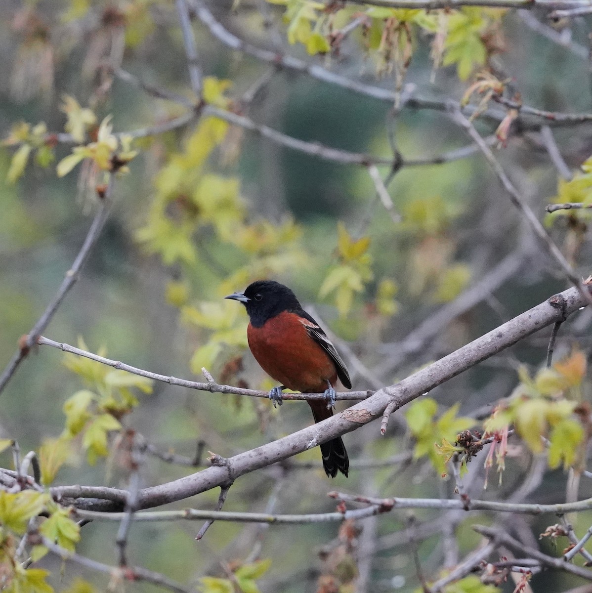 Orchard Oriole - ML618202019
