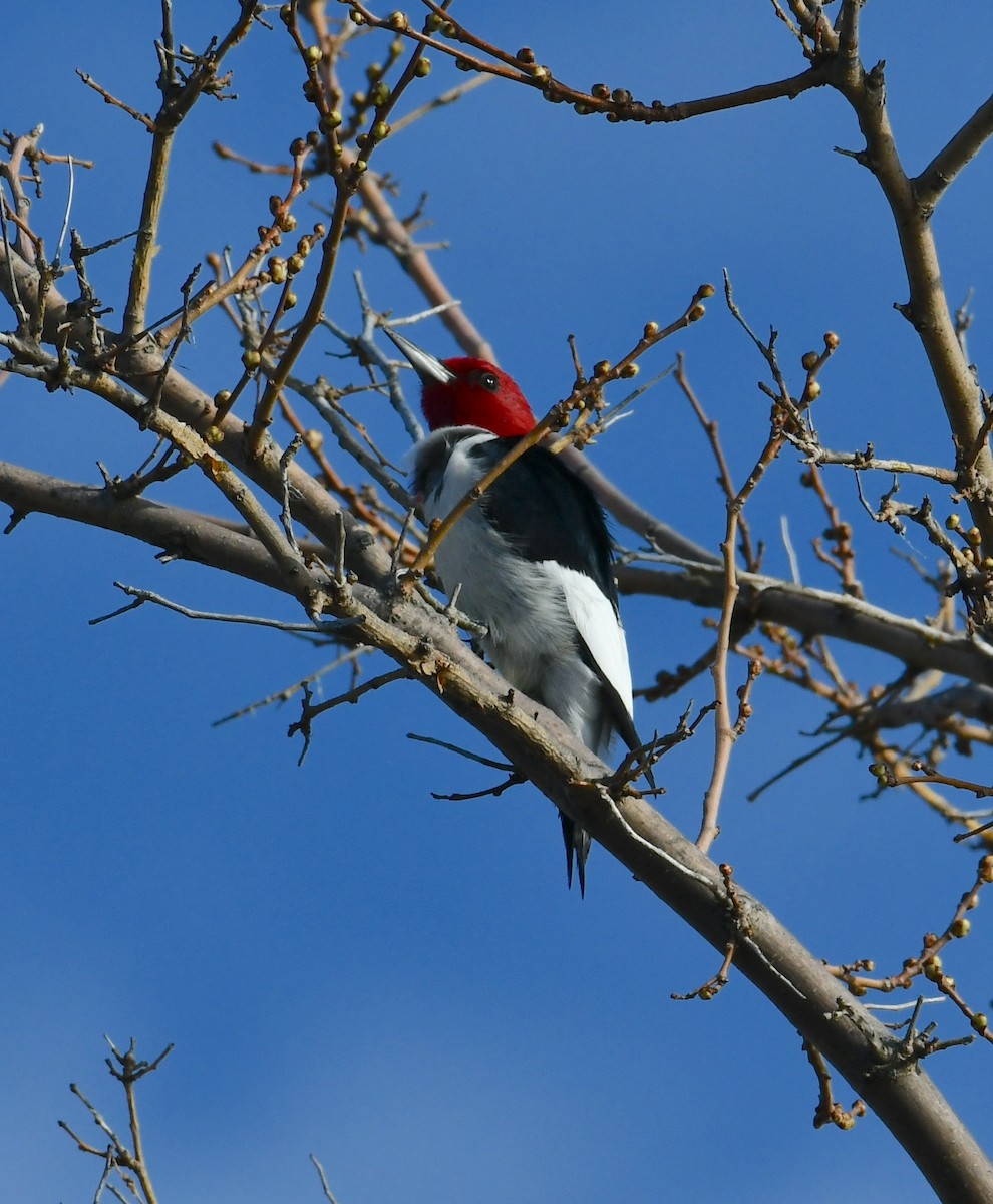 Red-headed Woodpecker - Mike St.Pierre