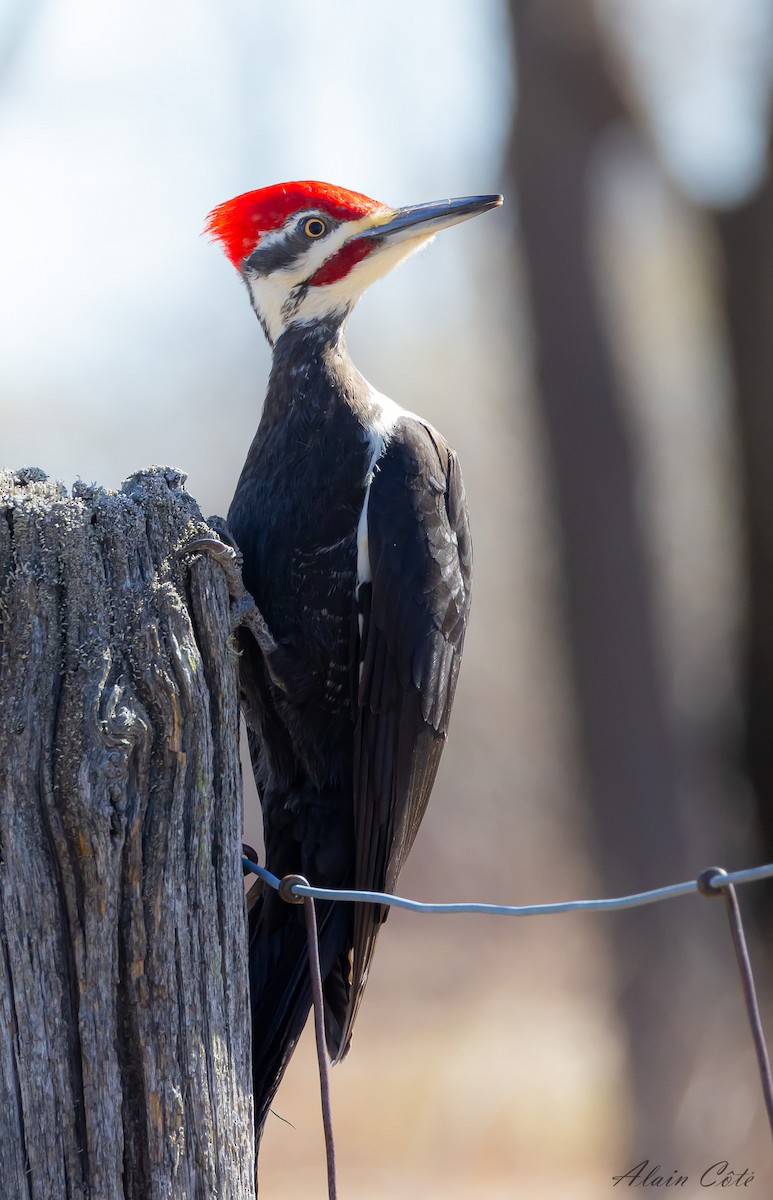 Pileated Woodpecker - ML618202034