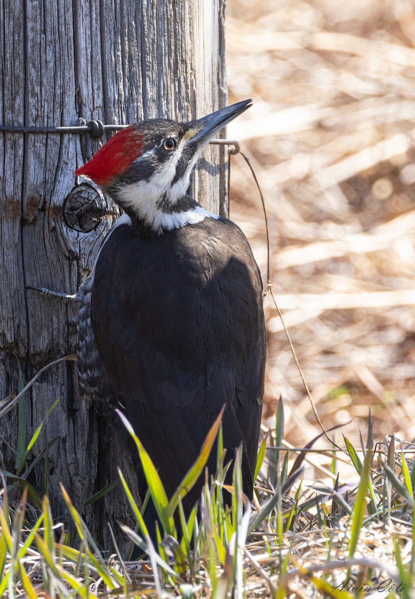 Pileated Woodpecker - ML618202038