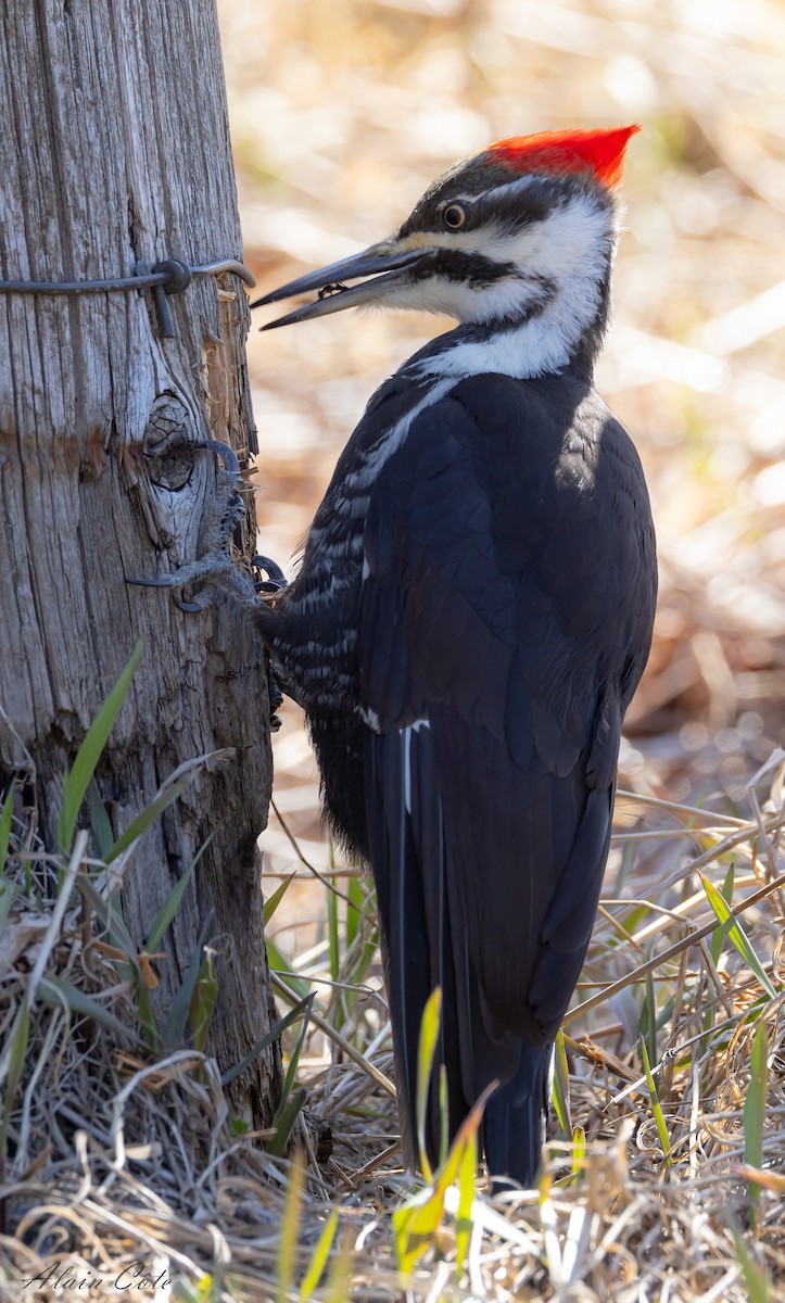 Pileated Woodpecker - ML618202042