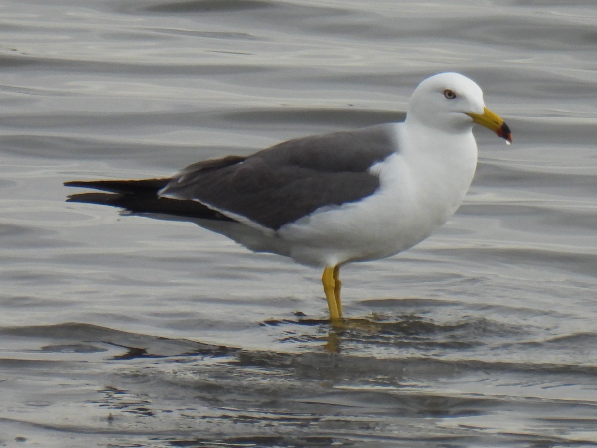Black-tailed Gull - Anonymous