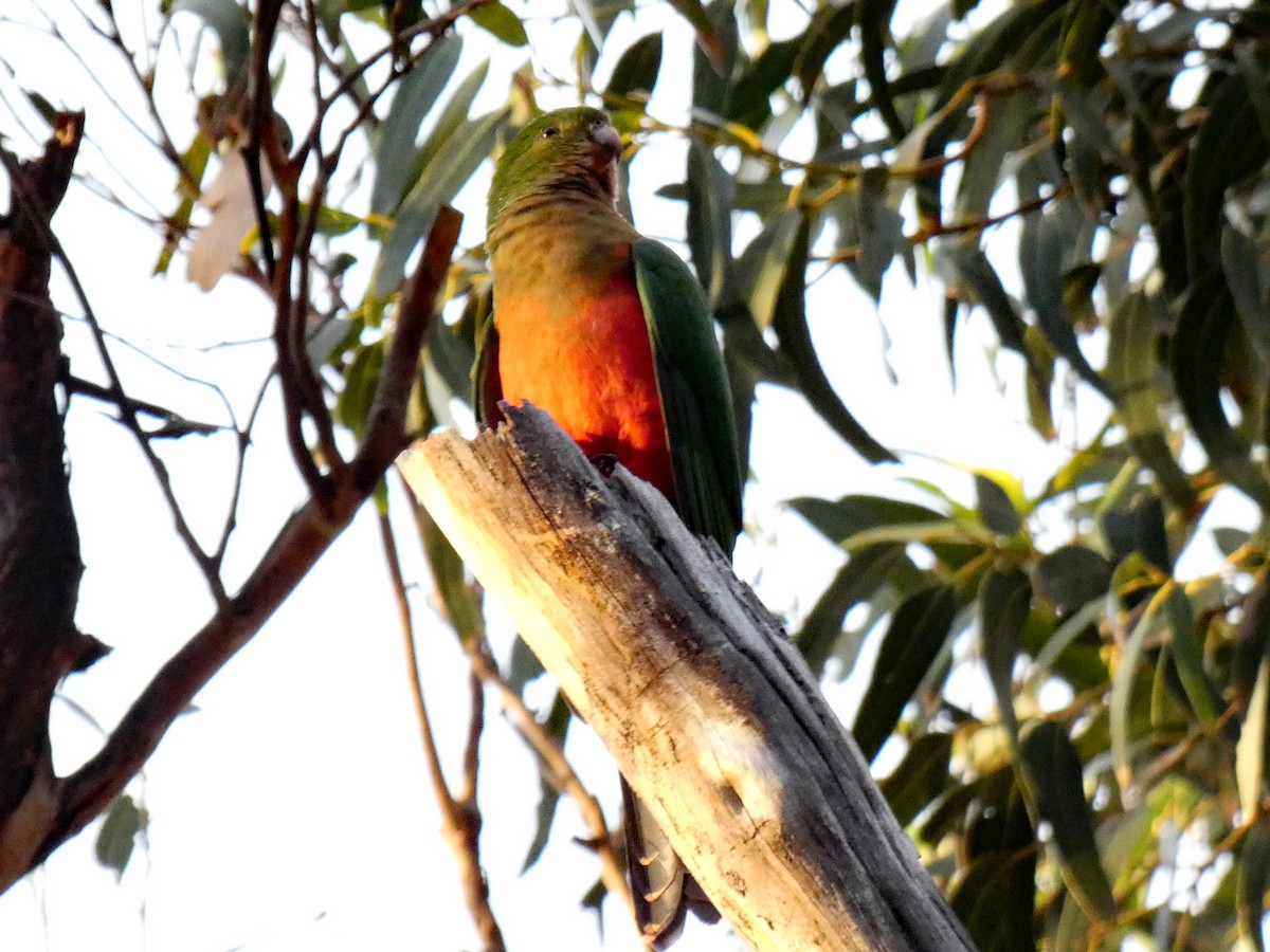 Avustralya Kral Papağanı - ML618202080