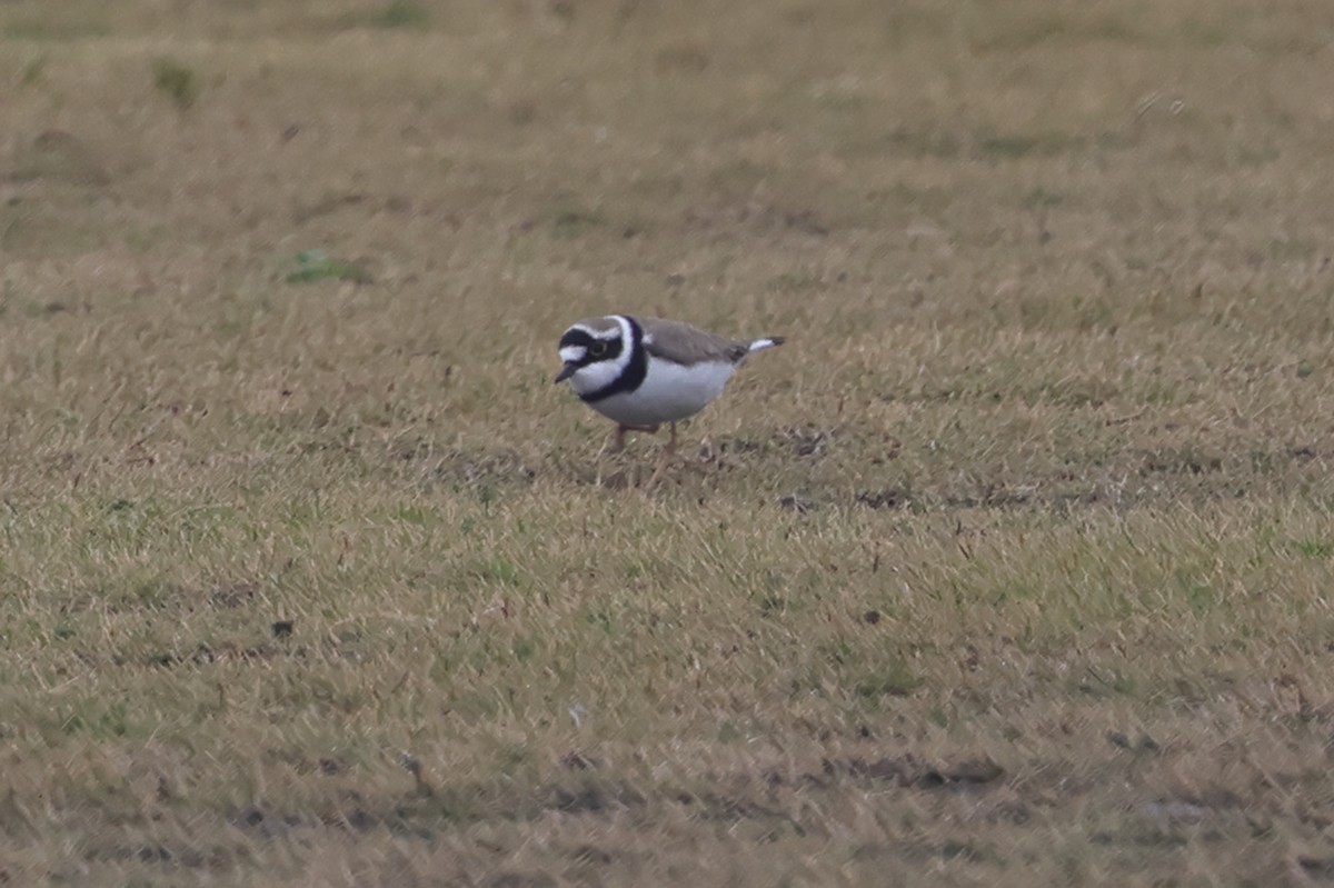 Little Ringed Plover (curonicus) - ML618202153