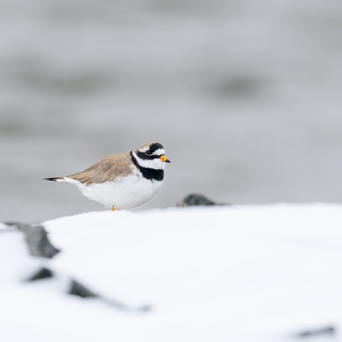 Common Ringed Plover - ML618202186
