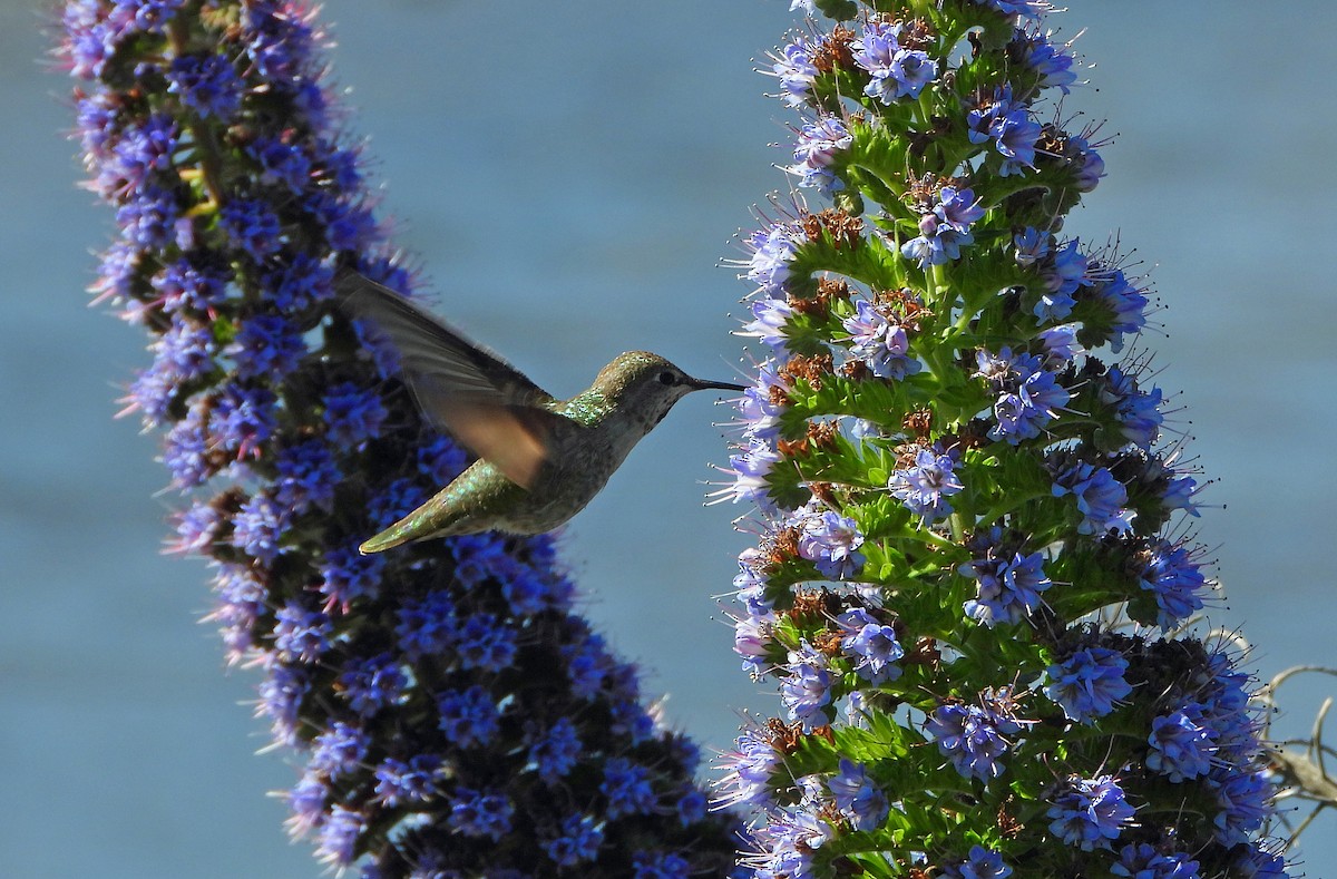 Anna's Hummingbird - ML618202210