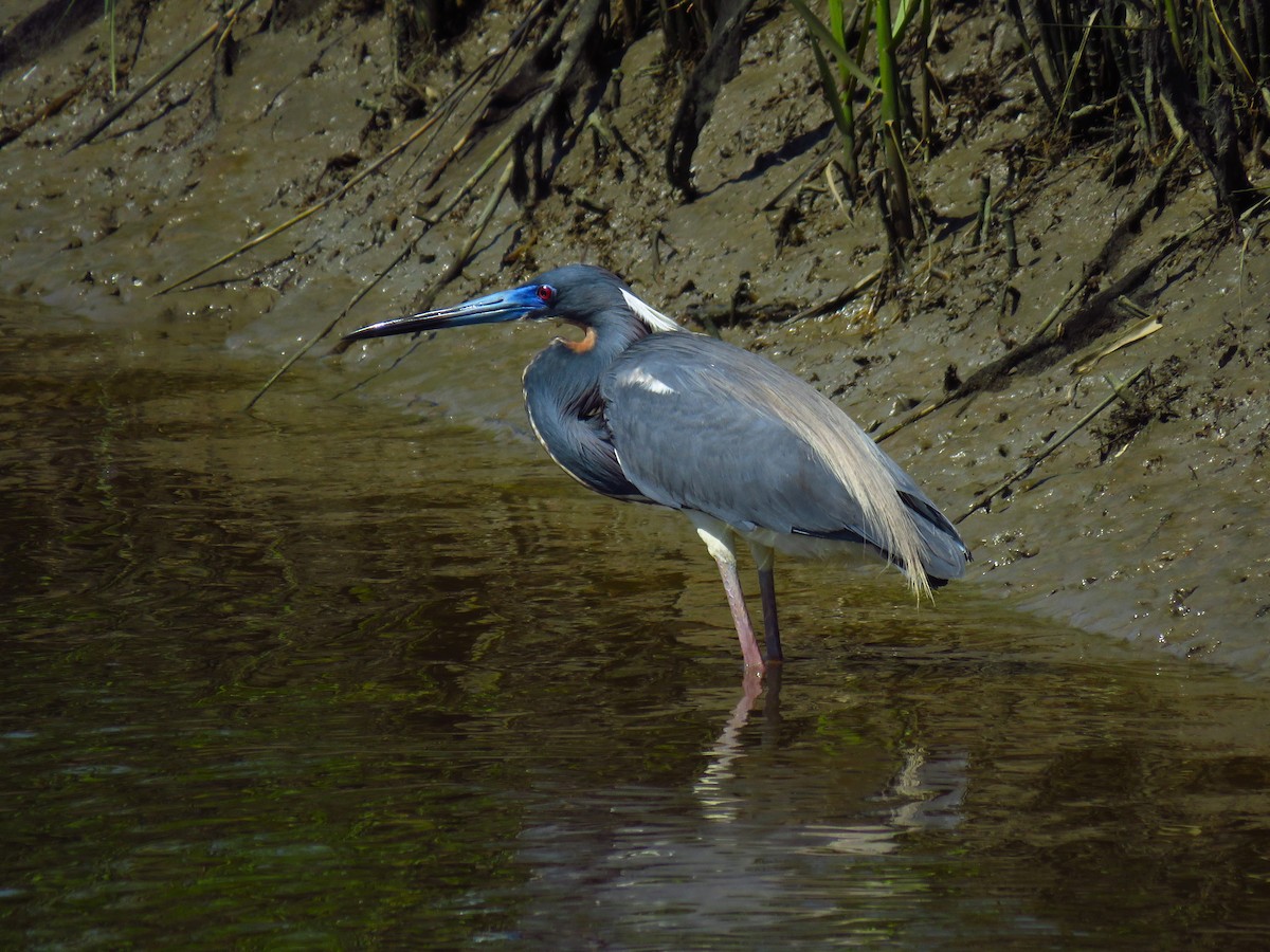 Tricolored Heron - Ron Ahle