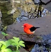 Scarlet Tanager - ML618202262