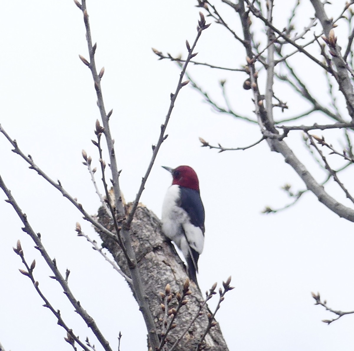 Red-headed Woodpecker - ML618202306