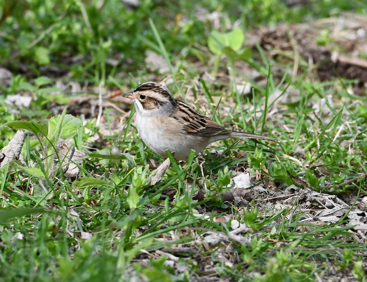 Clay-colored Sparrow - Mike St.Pierre