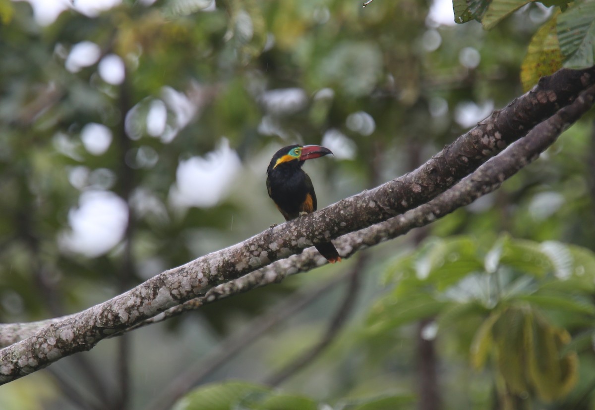 Golden-collared Toucanet (Red-billed) - ML618202342