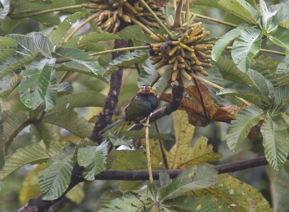 arassari límcový (ssp. reinwardtii) - ML618202343
