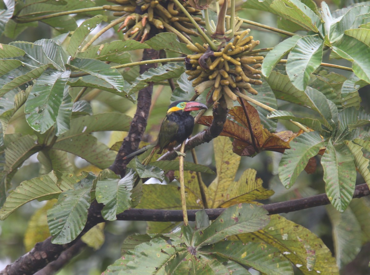 Golden-collared Toucanet (Red-billed) - ML618202344