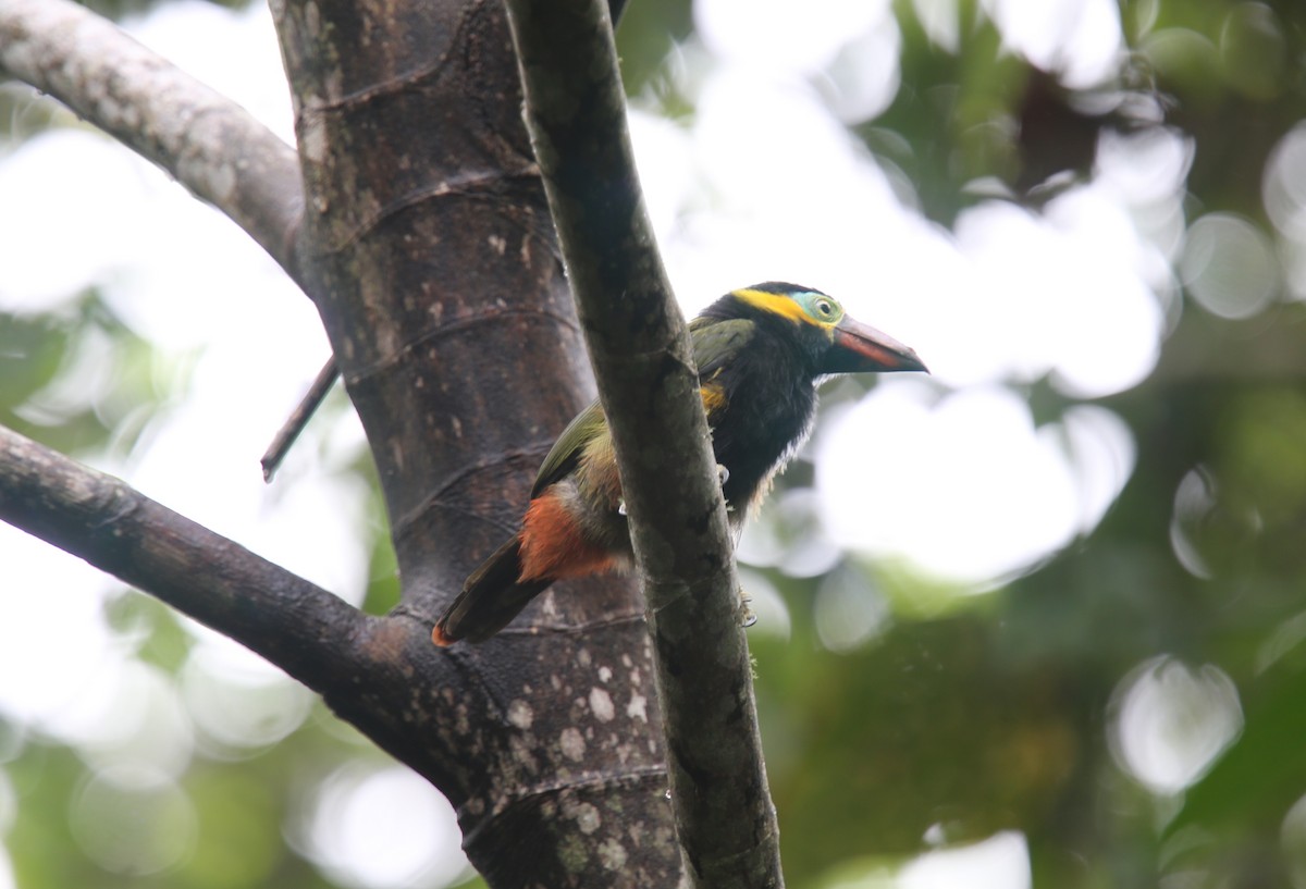Golden-collared Toucanet (Red-billed) - ML618202345