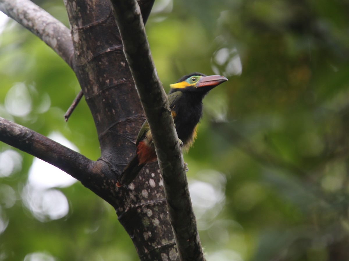 Golden-collared Toucanet (Red-billed) - ML618202346