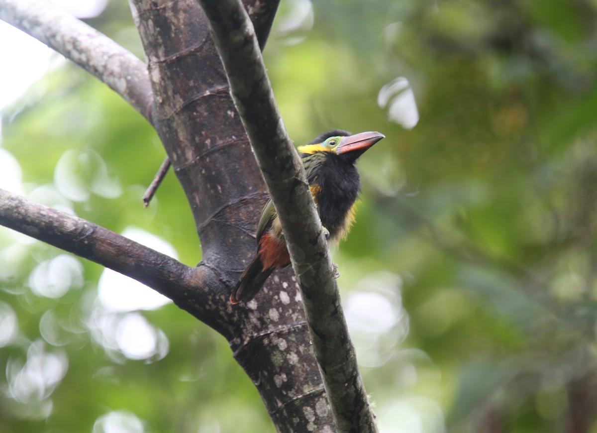Golden-collared Toucanet (Red-billed) - ML618202347