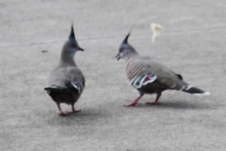 Crested Pigeon - ML618202360