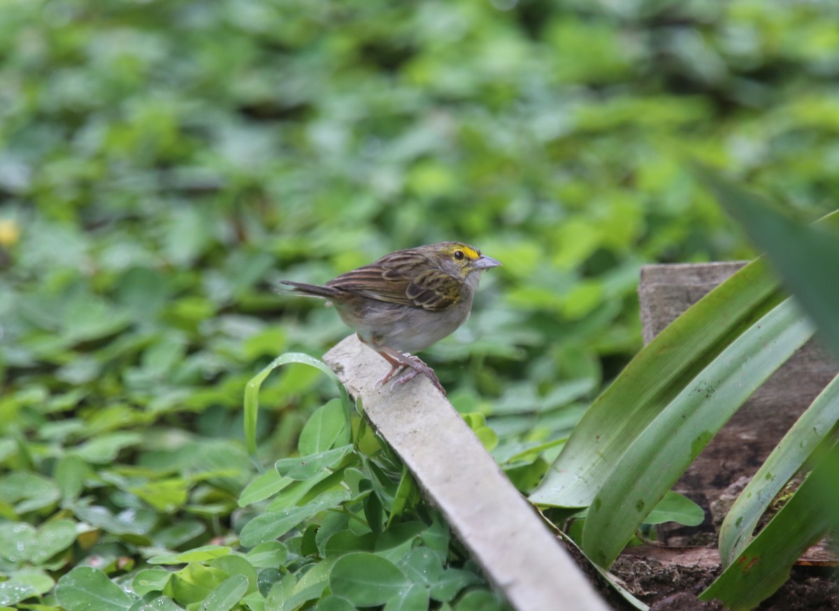 Yellow-browed Sparrow - ML618202392