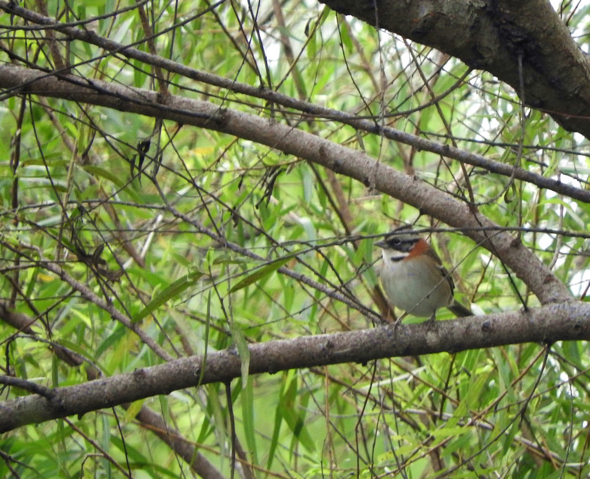 Rufous-collared Sparrow - ML618202395