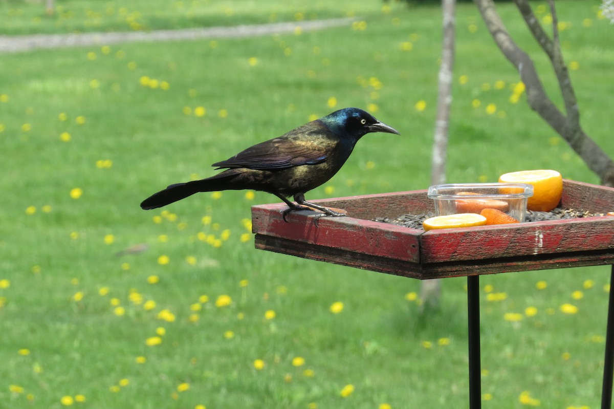 Common Grackle - Mary Anne Rose