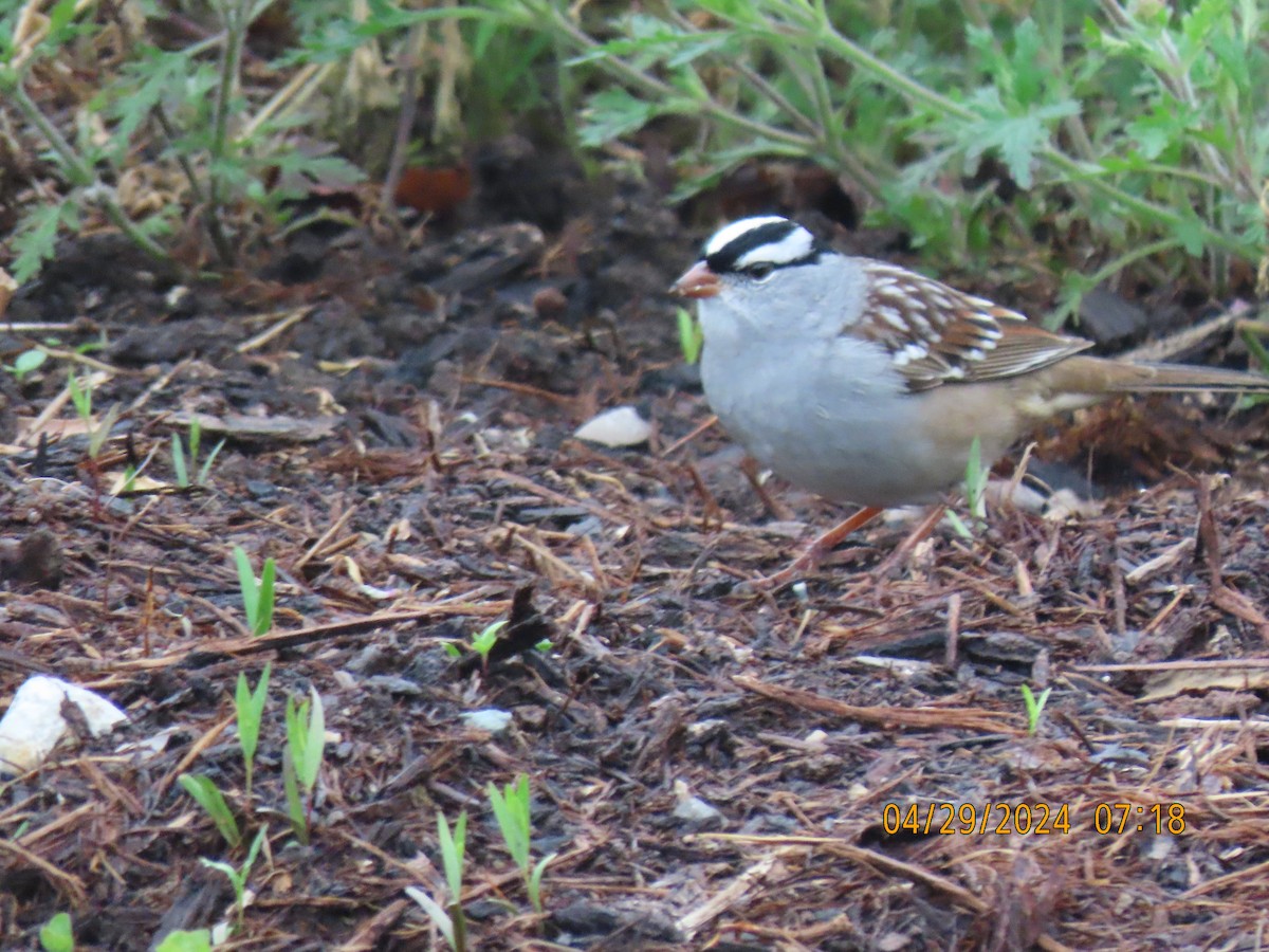 White-crowned Sparrow - ML618202453