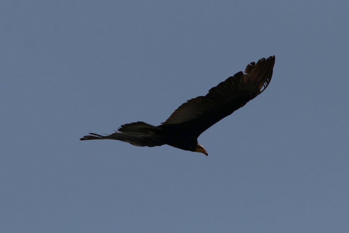 Greater Yellow-headed Vulture - ML618202474