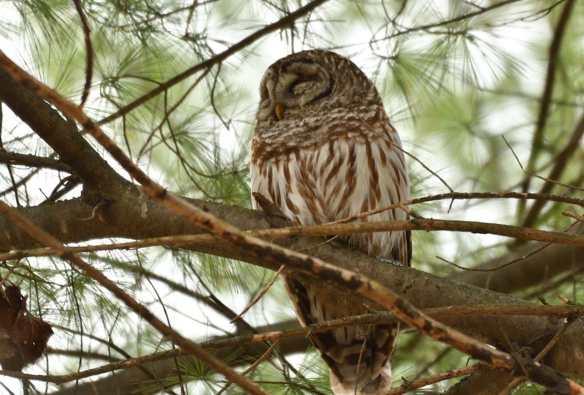 Barred Owl - ML618202475