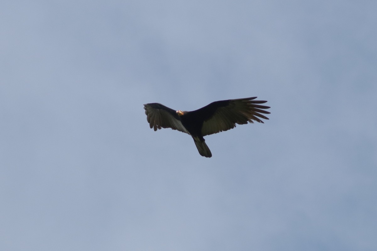 Greater Yellow-headed Vulture - ML618202487