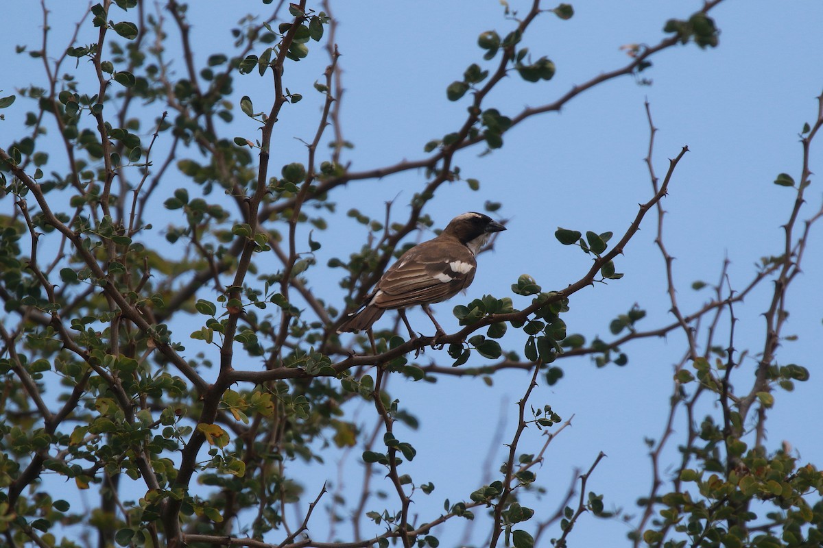White-browed Sparrow-Weaver - Neil Osborne