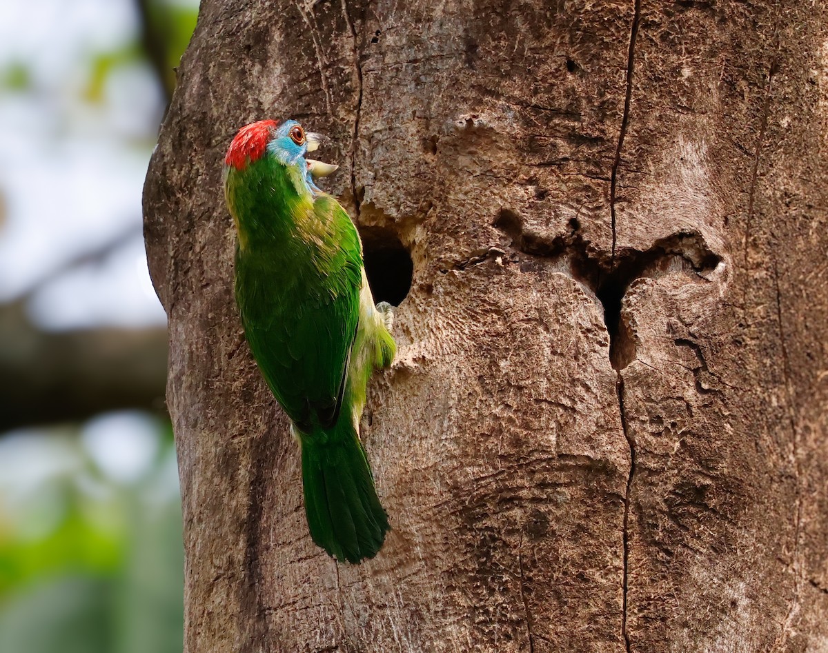 Blue-throated Barbet - Peter Crosson