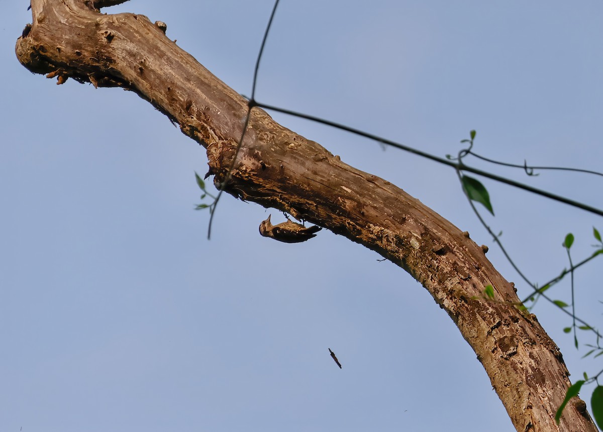 Gray-capped Pygmy Woodpecker - ML618202523