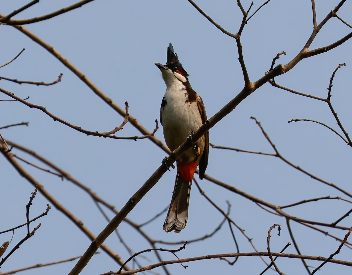Red-whiskered Bulbul - Peter Crosson