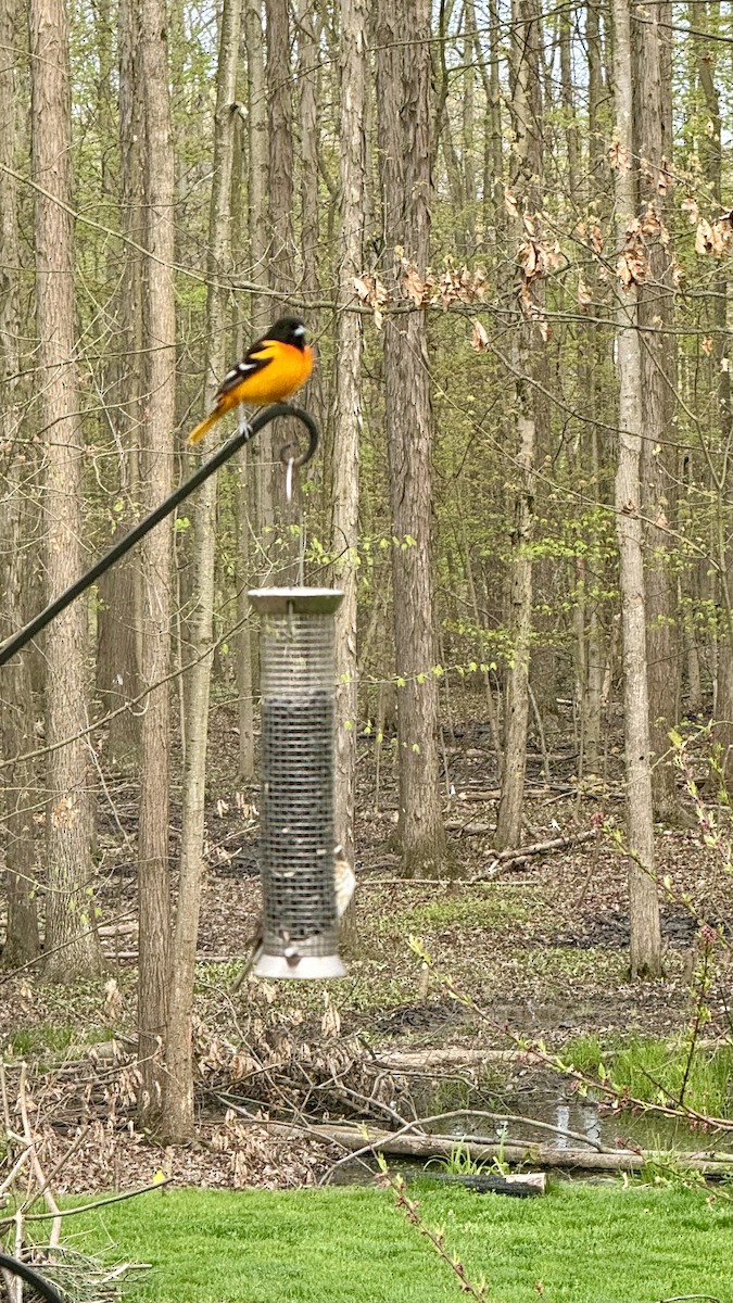 Baltimore Oriole - Amy Witman