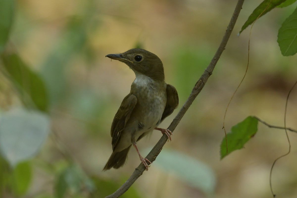Brown-chested Jungle Flycatcher - ML618202540