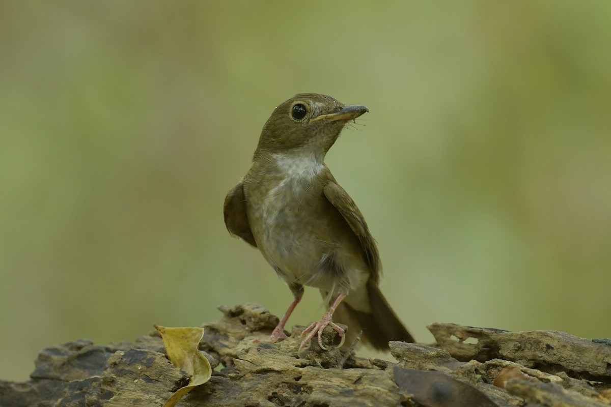 Brown-chested Jungle Flycatcher - ML618202542