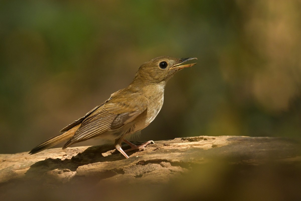 Brown-chested Jungle Flycatcher - ML618202543