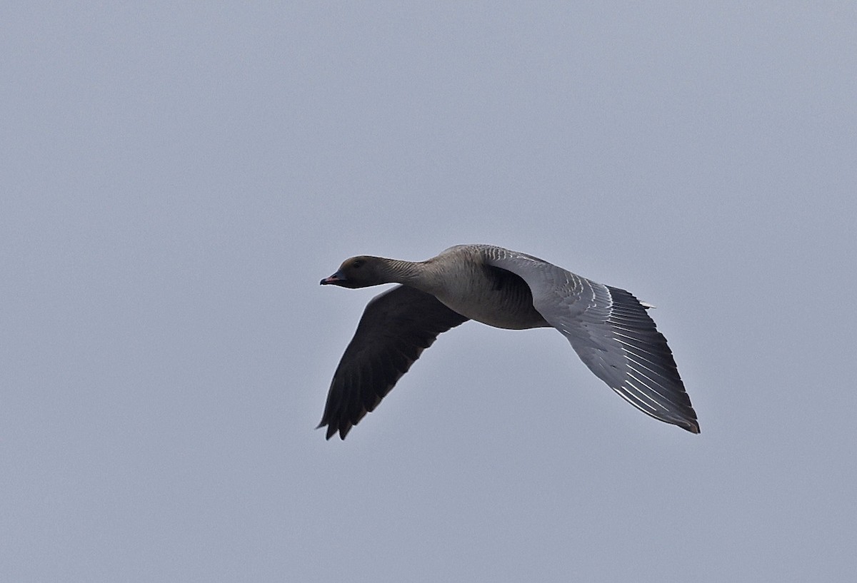 Pink-footed Goose - ML618202562