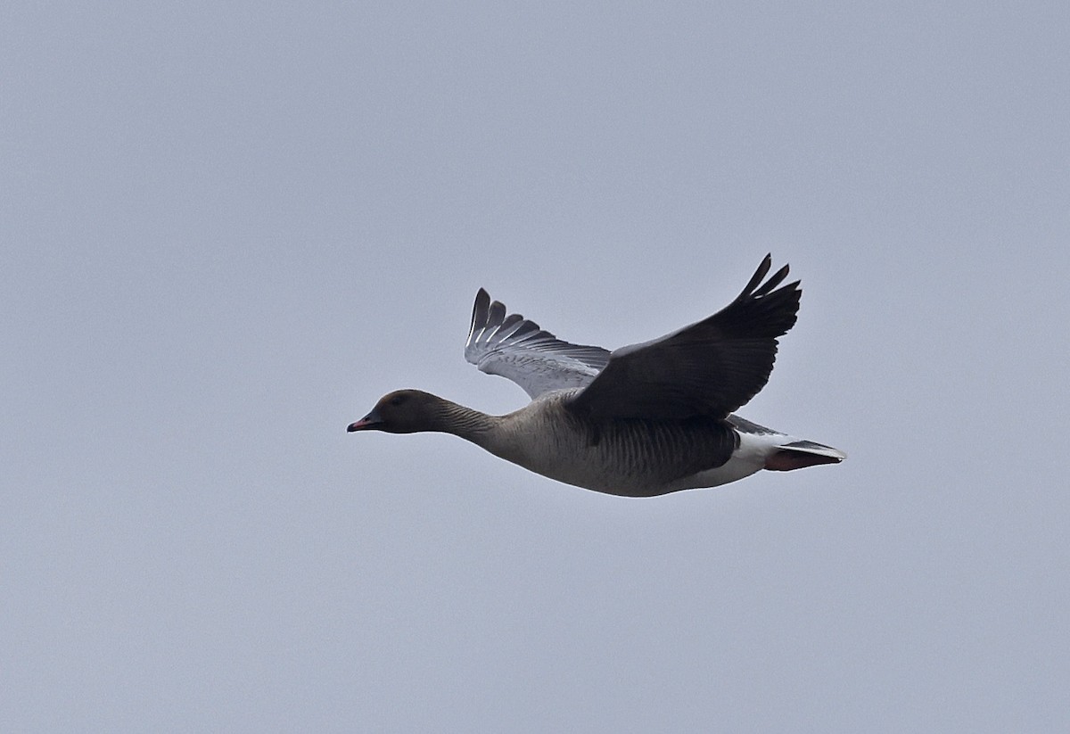 Pink-footed Goose - ML618202563