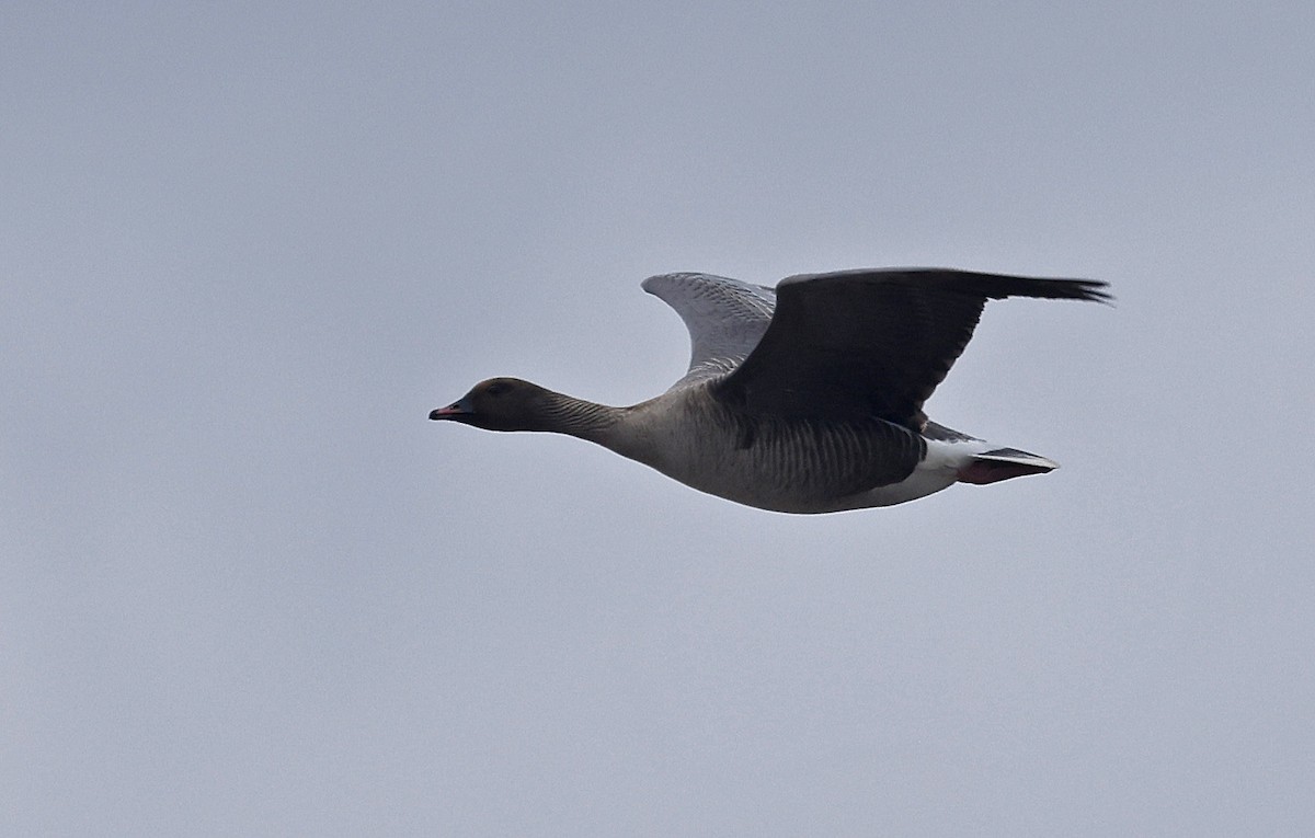 Pink-footed Goose - ML618202565