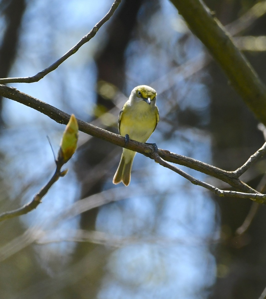 White-eyed Vireo - Mike St.Pierre