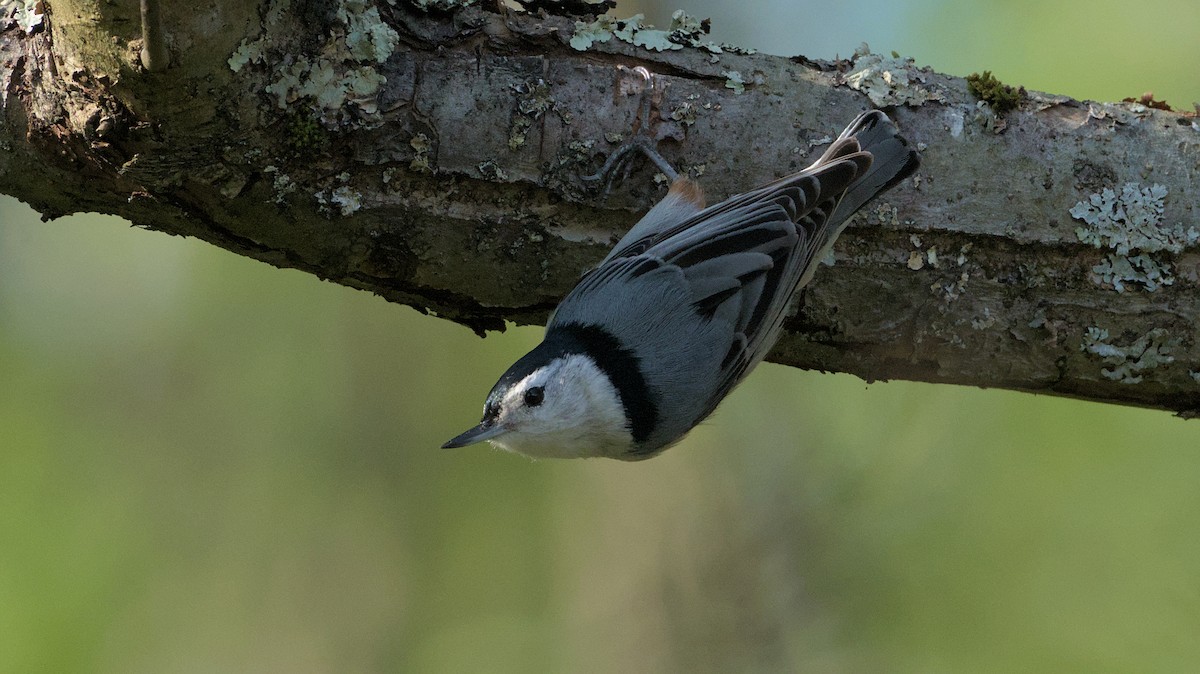 White-breasted Nuthatch - Robert Howard