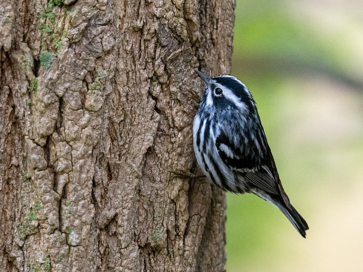 Black-and-white Warbler - ML618202571