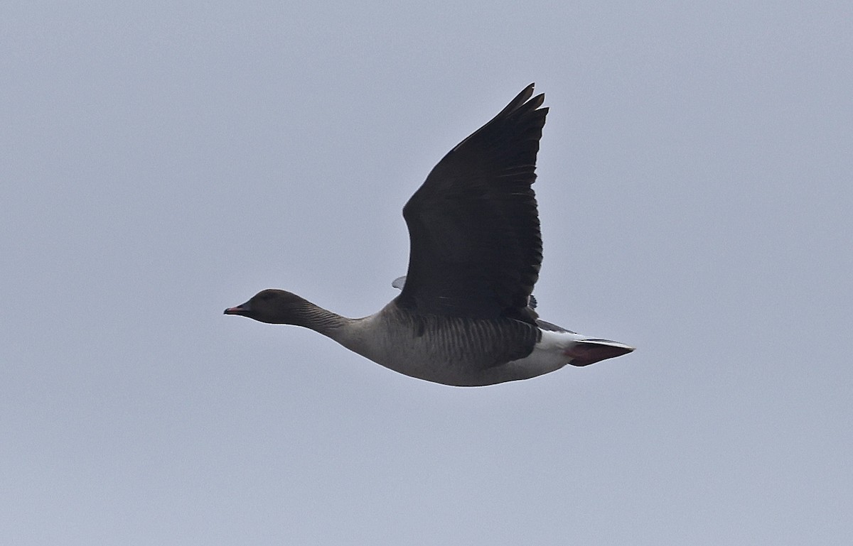 Pink-footed Goose - ML618202572