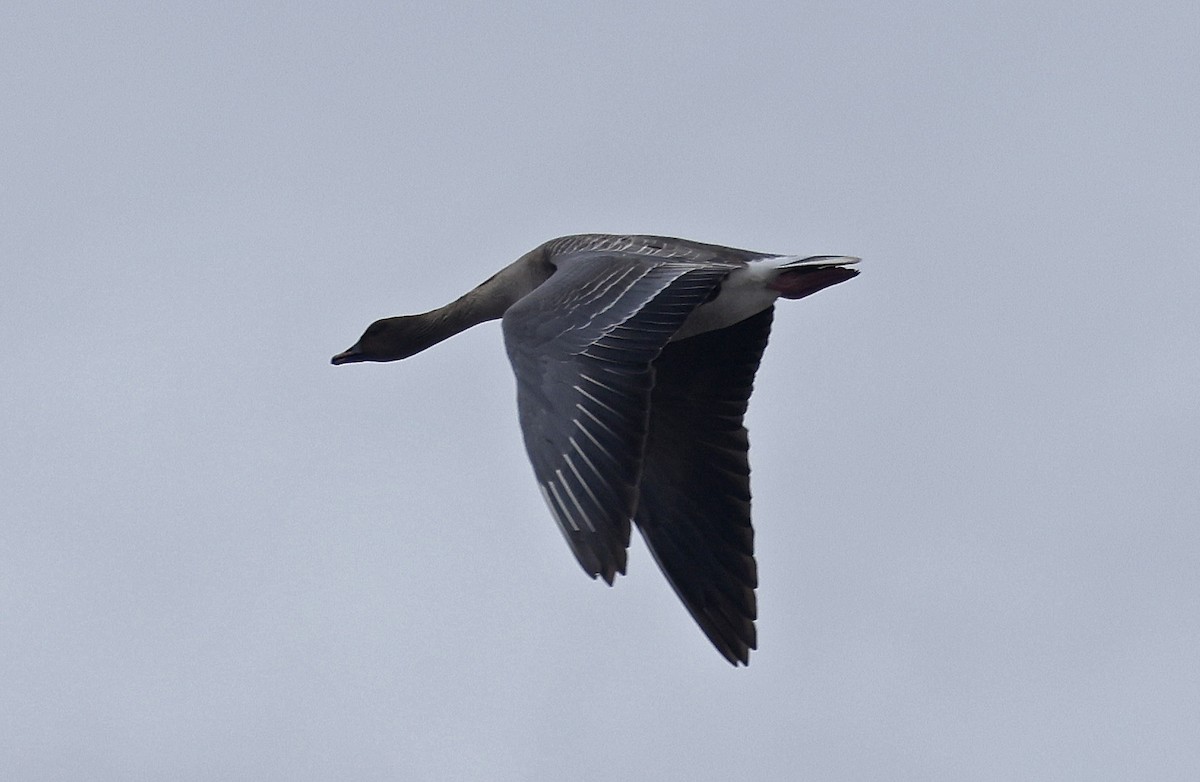 Pink-footed Goose - ML618202575